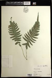 Blechnum appendiculatum image