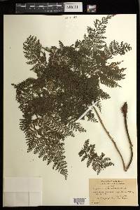 Athyrium microphyllum image