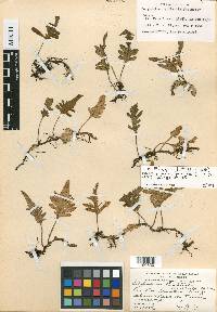 Pleopeltis bartlettii image
