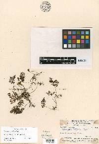Hymenophyllum laminatum image