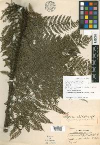 Diplazium calliphyllum image