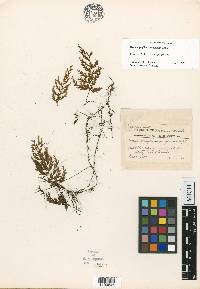 Hymenophyllum gorgoneum image