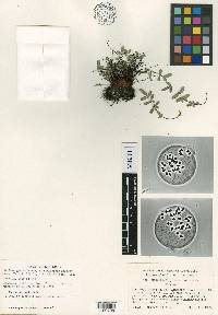Pellaea glabella subsp. missouriensis image