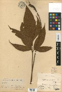 Tectaria quinquefida image
