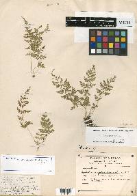 Woodsia cystopteroides image