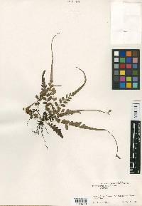 Polystichum rhizophyllum subsp. rhizophyllum image