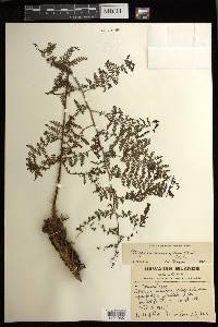 Athyrium microphyllum image