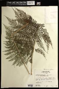 Athyrium microphyllum image