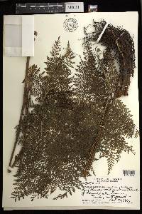 Athyrium microphyllum image