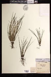 Isoetes lacustris image