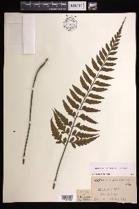 Asplenium lobulatum image