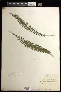 Asplenium macraei image