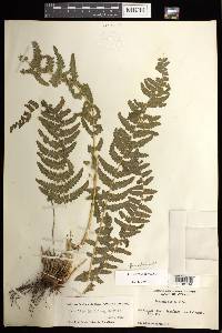 Woodsia mollis image