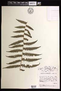 Dennstaedtia arborescens image