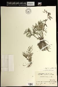 Ceratopteris thalictroides subsp. gaudichaudii image