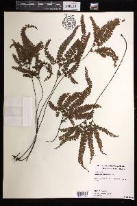 Adiantum hispidulum image