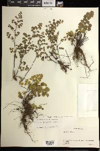 Adiantum chilense var. sulphureum image