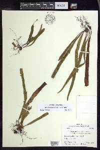Oreogrammitis hookeri image
