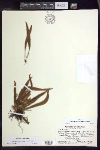 Oreogrammitis hookeri image