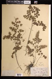 Adiantum stenochlamys image