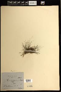 Vaginularia trichoidea image
