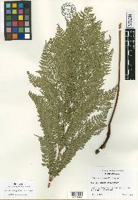 Dryopteris glabra image