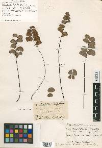 Adiantum ruizianum image