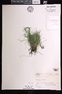 Equisetum scirpoides image