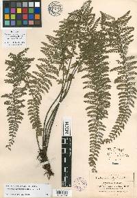 Asplenium semipinnatum image