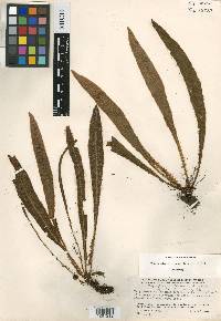 Elaphoglossum manantlanense image