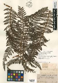 Polystichum moluccense image