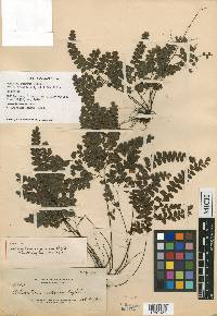 Adiantum stenochlamys image