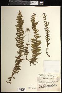 Hymenophyllum lobatoalatum image