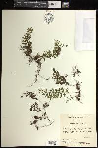 Hymenophyllum fucoïdes image