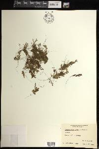Hymenophyllum hemipteron image