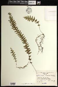 Hymenophyllum horizontale image