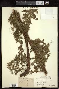 Dryopteris peranema image