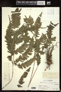 Pteris normalis image