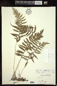 Parathelypteris image