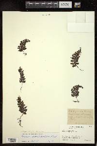 Hymenophyllum badium image