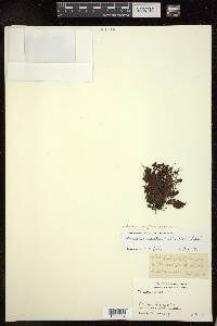 Hymenophyllum exsertum image