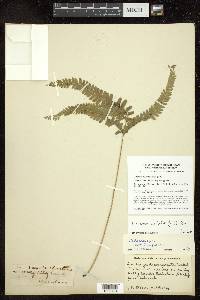 Lindsaea cultrata image