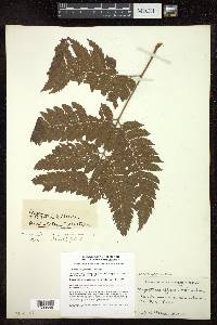 Parapolystichum effusum subsp. effusum image