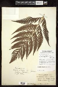 Woodwardia prolifera image