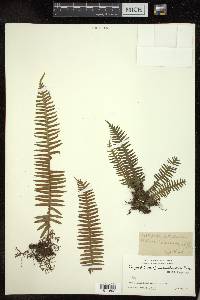 Polypodium microrhizoma image