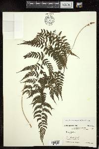 Athyrium drepanopterum image