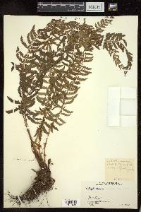 Polystichum lentum image