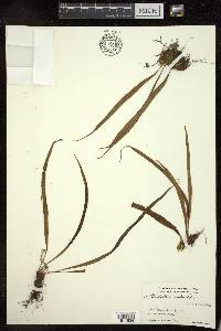 Lepisorus nudus image
