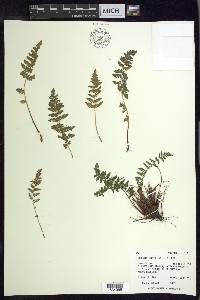 Woodsia scopulina image