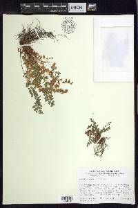 Woodsia oregana image